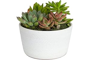 Costa Farms Live Succulent Plants in Decorative Pots