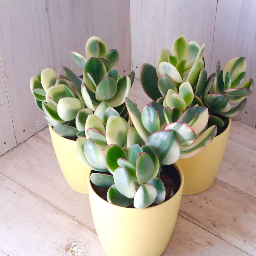 Amazon.co.jp: 斑入り 花月 金のなる木 多肉植物 1鉢 : DIY・工具 Amazon.co.jp: 斑入り 花月 金のなる木 多肉植物 1鉢 : DIY・工具