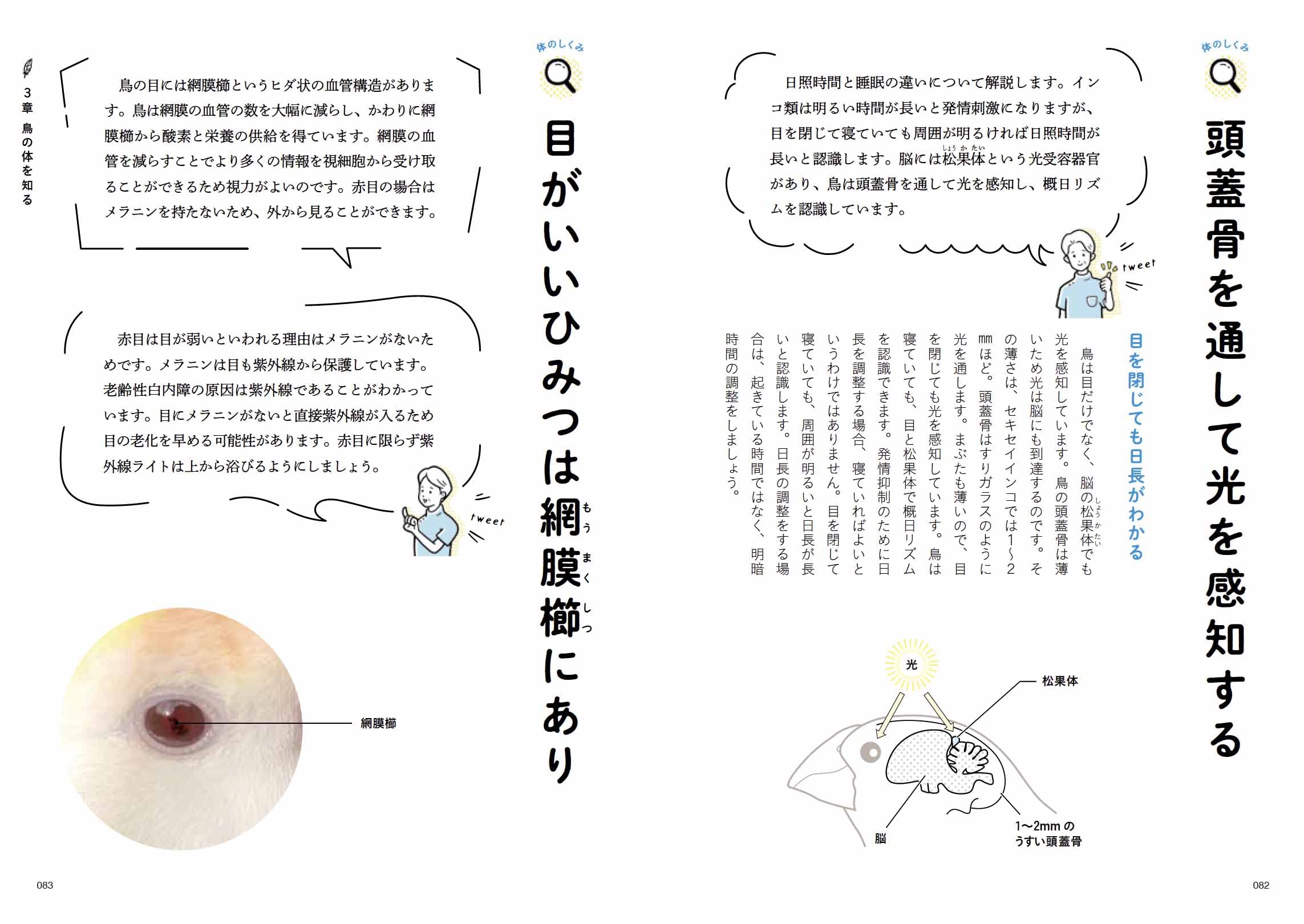 鳥のお医者さんのためになるつぶやき集 海老沢 和荘 本 通販 Amazon 鳥のお医者さんのためになるつぶやき集 海老沢 和荘 本 通販 Amazon