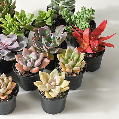 Miniatura 2 de Sprout N Green Plantas suculentas vivas, paquete de 30 suculentas reales surtidas en maceta de 2 pulgadas con mezcla de tierra, plantas pequeñas