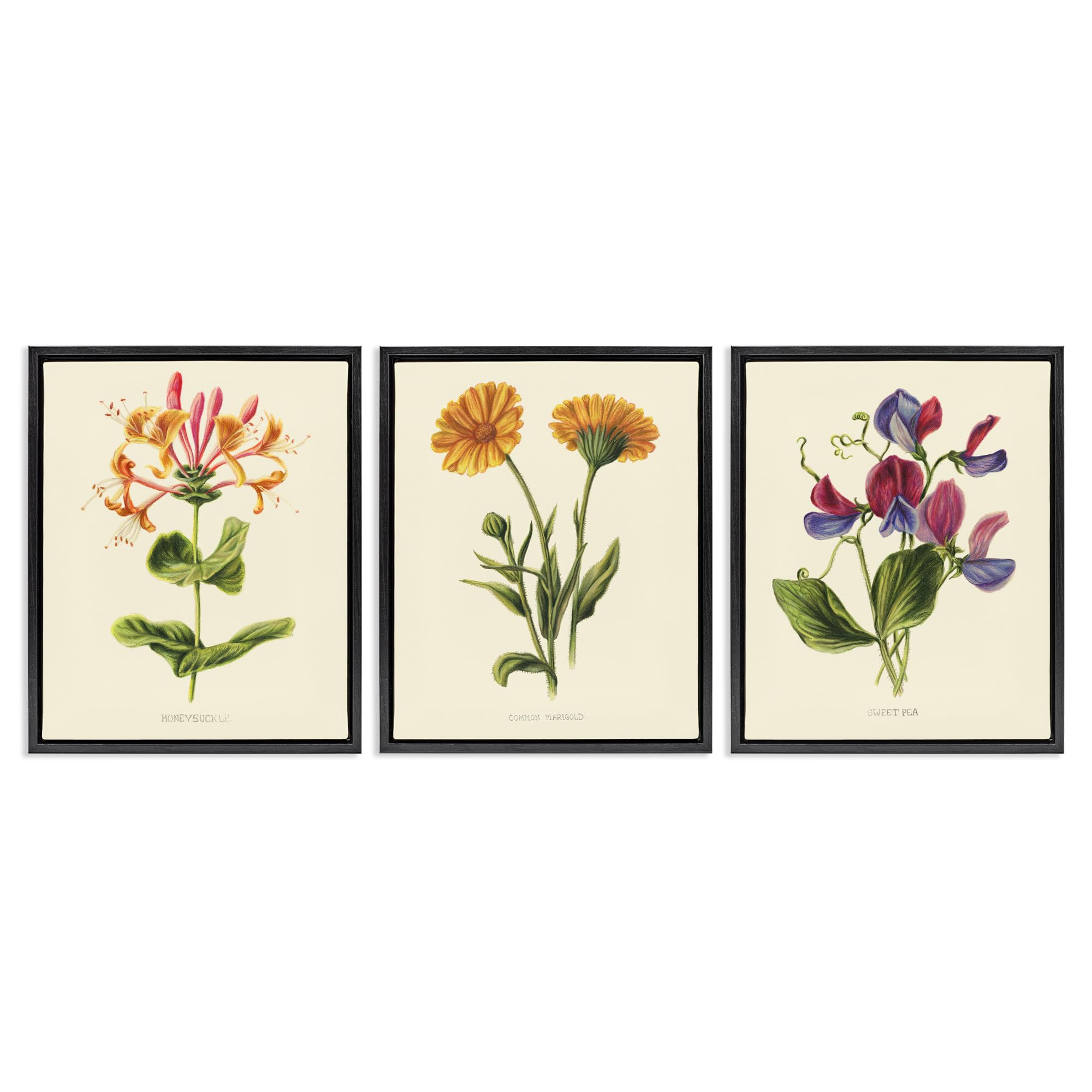 Vintage Floral Botanical, 24 x 30 Inch Canvas in Floater Frame Set