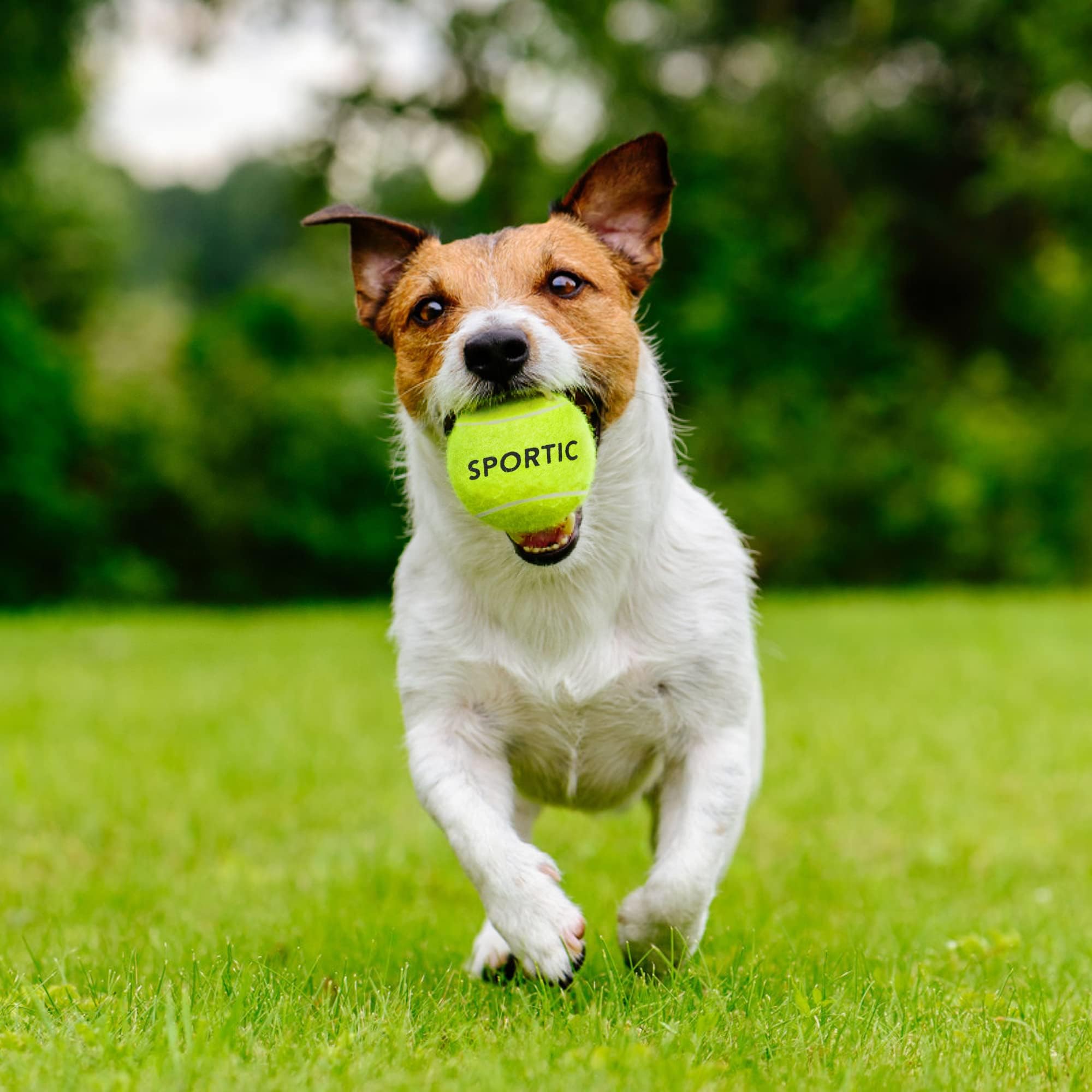 SPORTIC Pelotas de tenis, pelotas de tenis de práctica de alto rebote con bolsa de malla para un fácil transporte, pelotas de juego para perros y mascotas, pelota de tenis presurizada de fieltro