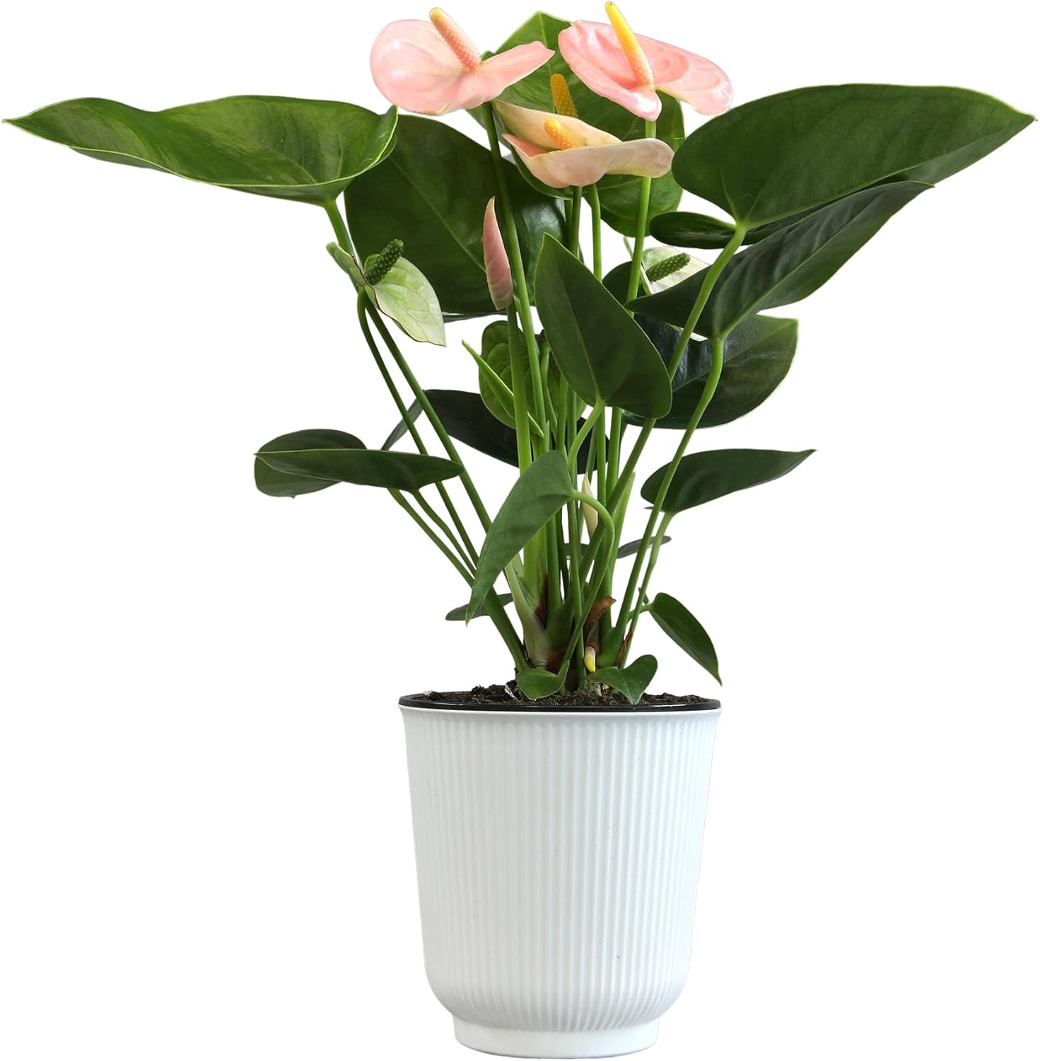 Pink Anthurium Live Plant Decor (Approx. 13-16" Tall), Real Flowers/House Plants in 4" White Plant Pot, Floral Office Plants, Air Purifying Plants & Cool Gifts for Plant Lovers by Plants for Pets