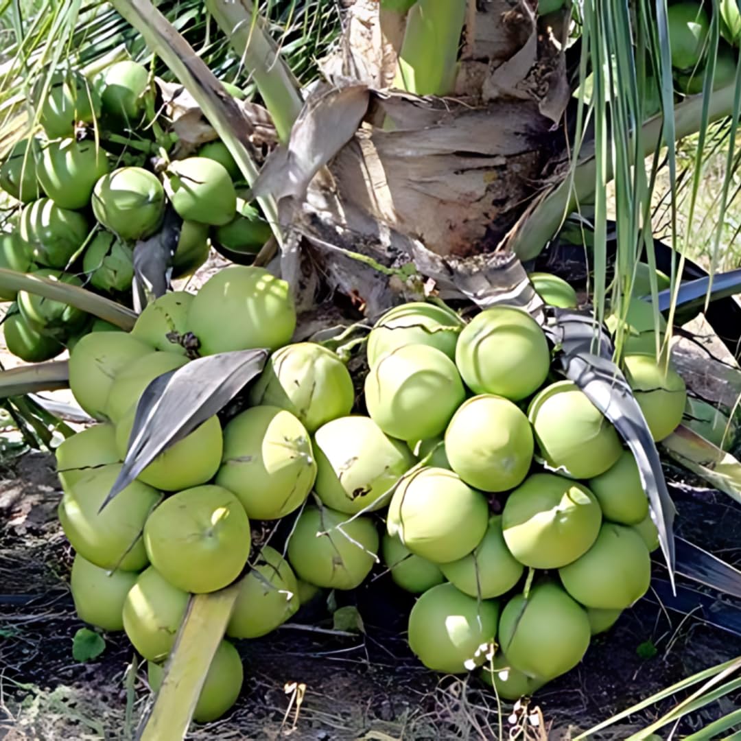 Nursery Live Rare Coconut (