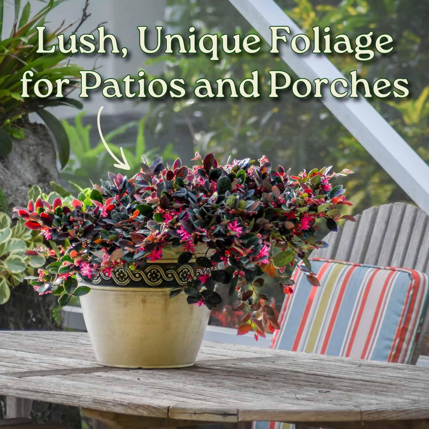 Loropetalum Plant - Plum Delight - Live Tropical Foliage Plant - Overall Height 20" to 24" - Tropical Plants of Florida (Plant Only)