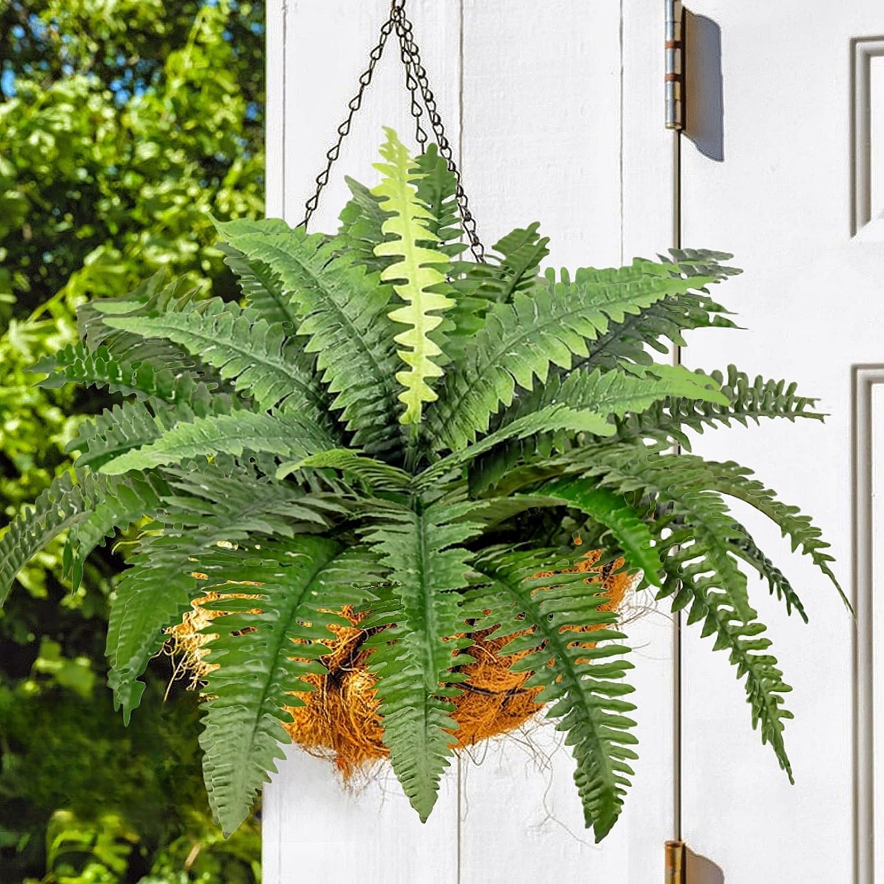 philodendron florida ghost propagation Philodendron Florida Ghost – The Plant Boys