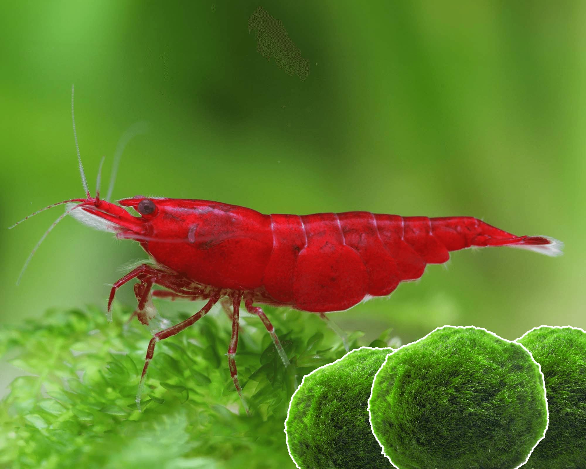 Garnelen 15x Neocaridina Set + 3X Mooskugel - Farbige Ziergarnelen für Leitungswasser - Pflegeleicht & vermehrungsfreudig - Mit Cladophora Algenkugeln als Filter & Versteck im Aquarium