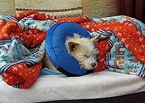 Review Image by Amazon Customer Amazon Customer