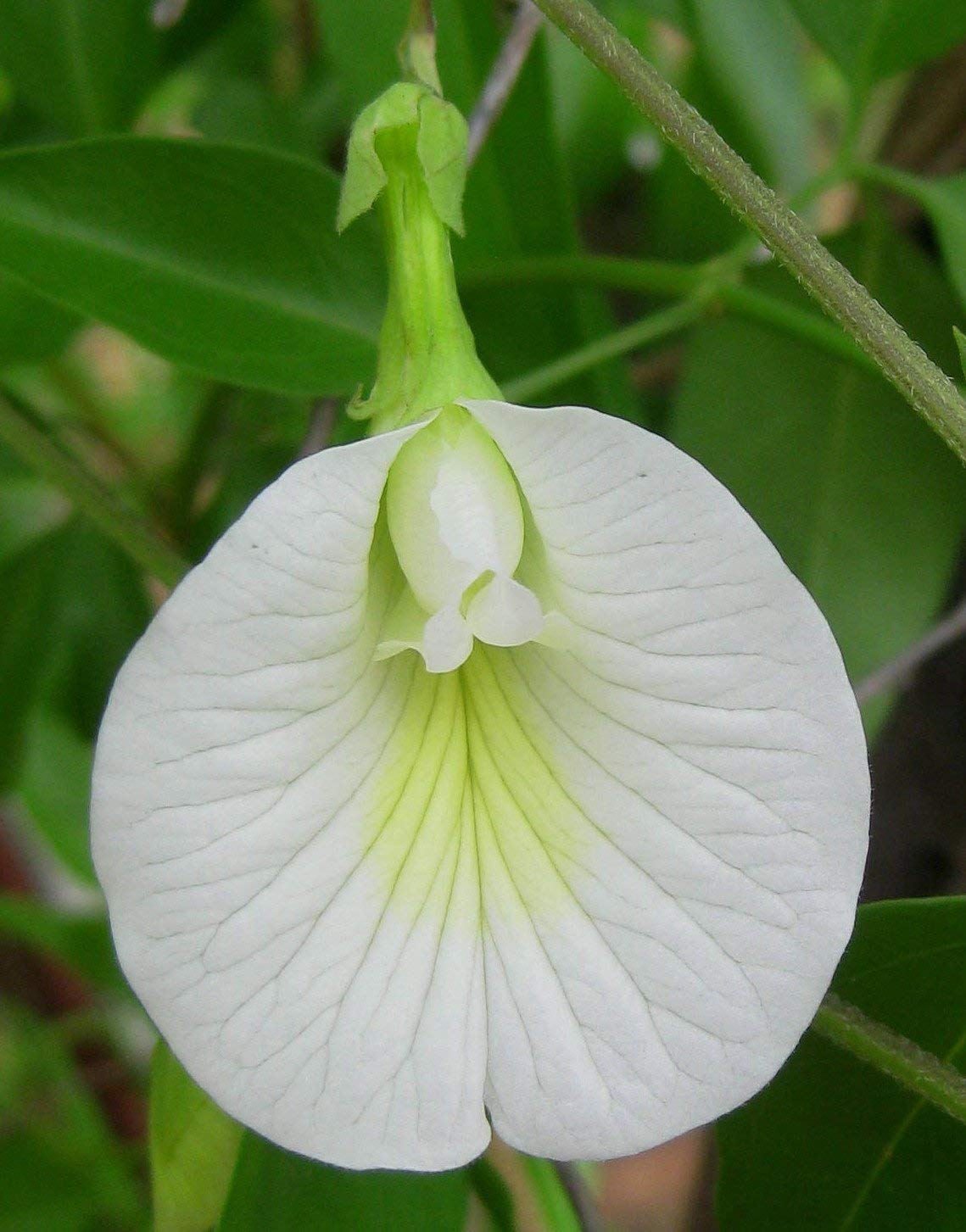 ASPEN White Aparjita Flower Plant/White Sangu Poo Plant/Aparjita Flower Plant/Sangu Poo Plant Healthy Live Plant - Pack of 2 (PlantP2-10_Baz)-image-31