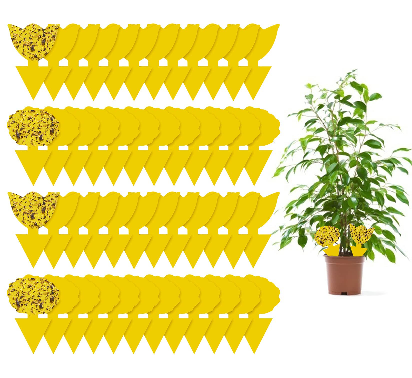 48 Pack Fruit Fly Traps for Indoors Plants Fungus Gnat Killer Trap Outdoor, Sticky Fly Catcher for House Outdoor, Flying Insects, Fungus Gnats, Flies