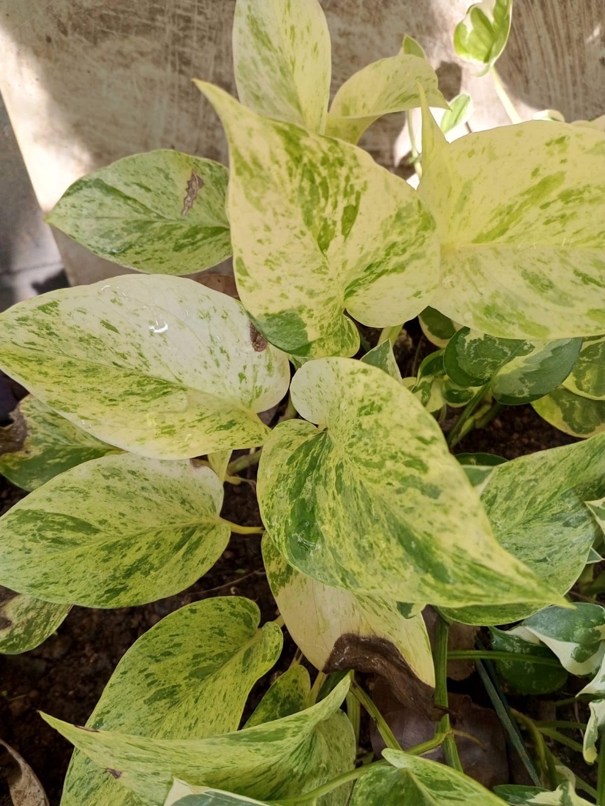Kochechi Pothos Live Plants 4 Varieties Indoor Plants Golden Pothos|| N-Joy Pothos || Marble Queen Pothos || Neon Pothos (Marble Queen)