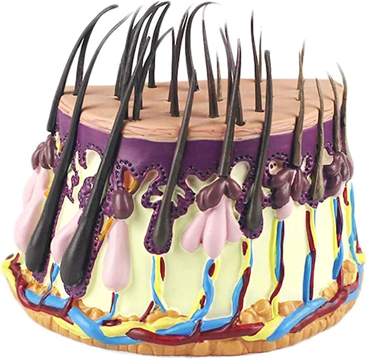 Anatomia szkielet modele anatomiczny model ludzkie włosy skóra proces wzrostu włosów mieszki włosowe anatomia zestawy naukowe materiały laboratoryjne proces wzrostu włosów medyczny model naukowy