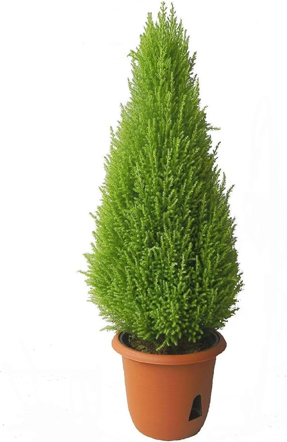 Amazon コニファー ゴールドクレスト ウィルマ 6号鉢 植木 ガーデニング 植木