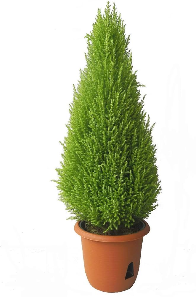 植木 高級植木鉢 大型 Patina レクタングルプランターL900 長方形 長