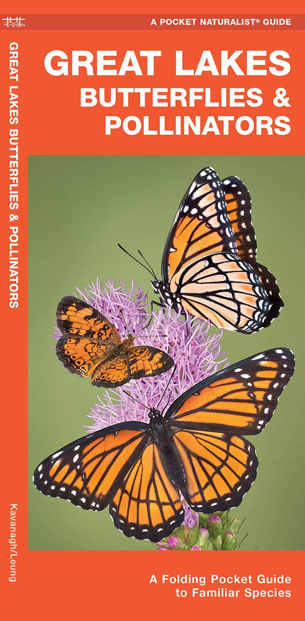 Great Lakes Butterflies & Pollinators: A Folding Pocket Guide to Familiar Species (Nature Observation North America)