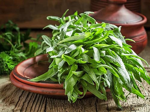 Miniatura 2 de Gaea's Blessing Semillas – Semillas de estragón – Semillas tradicionales sin OMG con instrucciones fáciles de seguir – Semillas de hierbas de