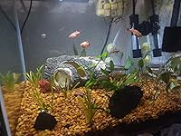 Review Image by T.N. Wilbanks T.N. Wilbanks