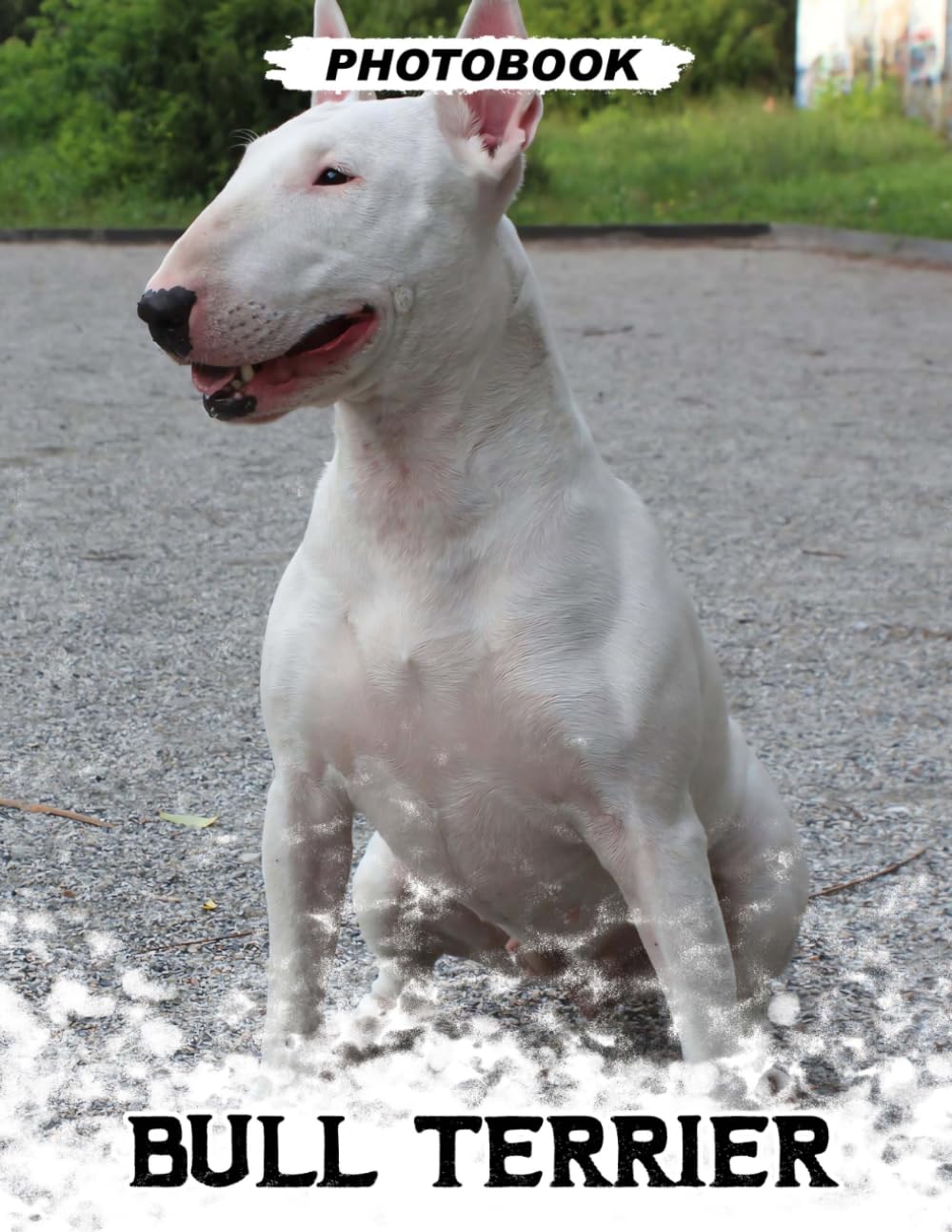 Bull Terrier Photo Book: Muscular Terrier Breed Images Displaying Distinctive Egg-Shaped Head And Energetic Playful Moments In Expressive Pet Photography