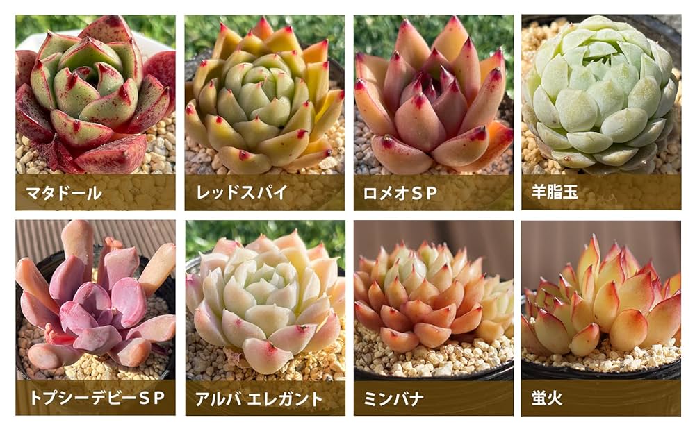 紅花ビット錦　多肉植物　エケベリア 超レア　二枚目カット苗出品　微発根　ニ頭っ子 紅花ビット錦 多肉植物 エケベリア 超レア 二枚目カット苗出品 微発