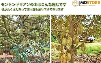 Amazon.co.jp: MDSTORE タイ産 モントンドリアン 生新鮮 濃厚で