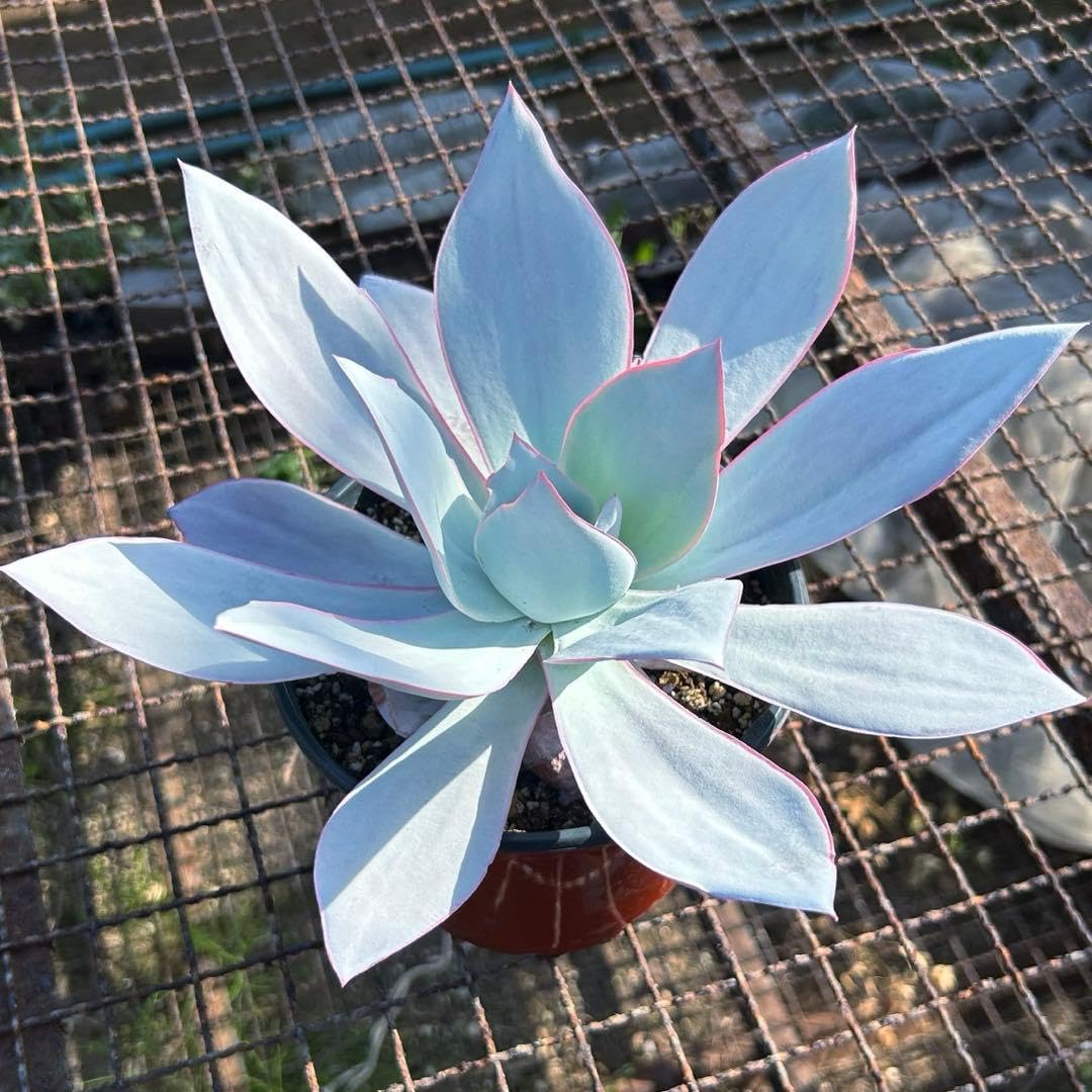 Amazon.co.jp: エケベリアの女王 カンテ様 多肉植物 美苗 特大苗 鉢 