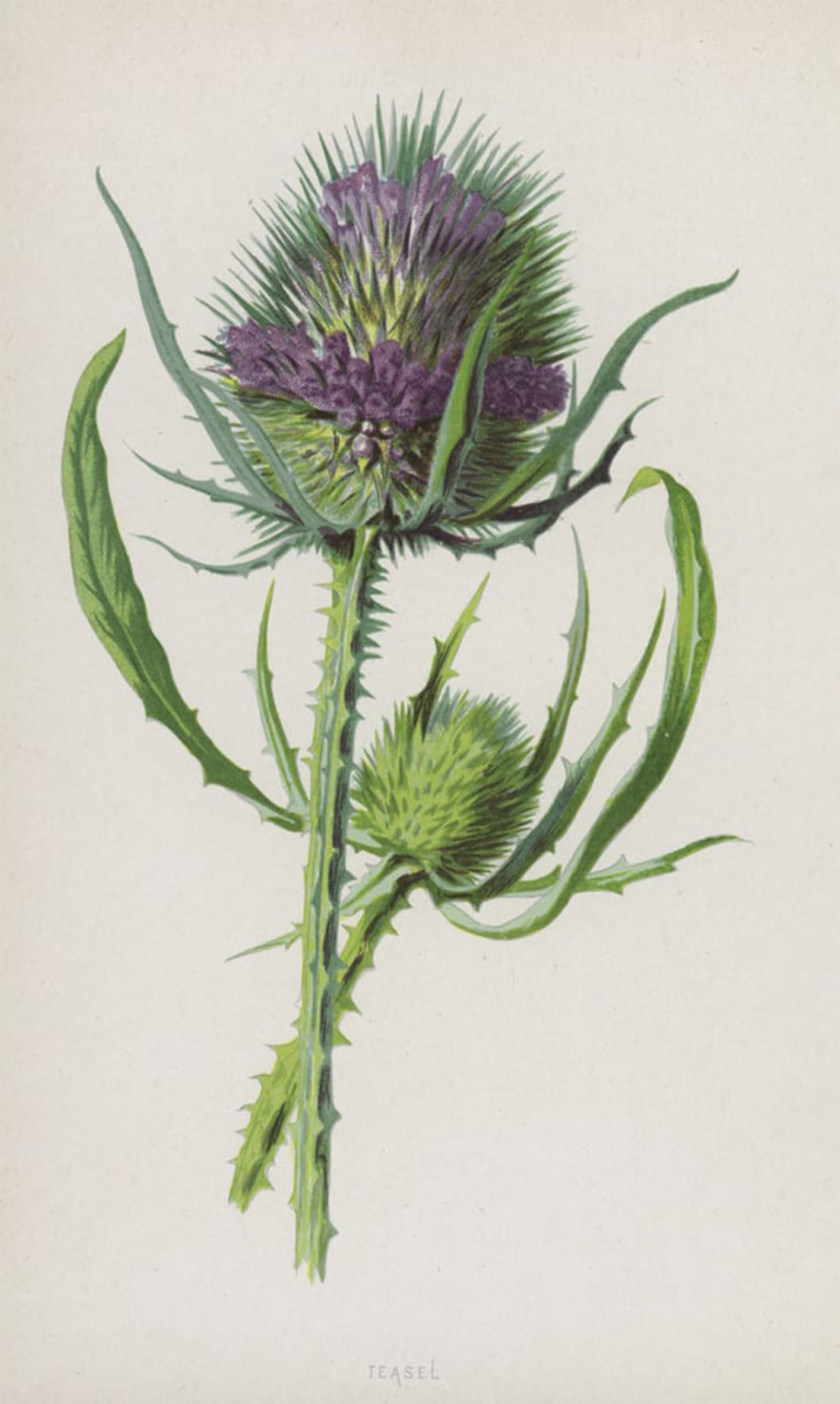 Serendipitp No Frame Aesthetic Poster Photo Wall Print Retro Picture Teasel By Frederick Edward Hulme Modern Wall Artwork For Home Decor 60X90cm