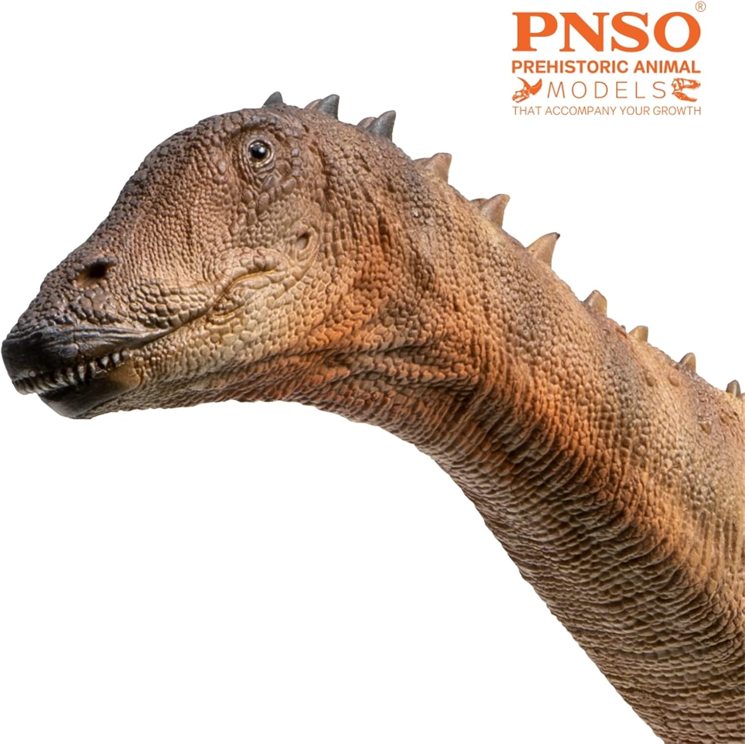 63 Chuanchuan Lingwulong Figure Diplodocus Sauropoda Dinosaur Scientific Art Model