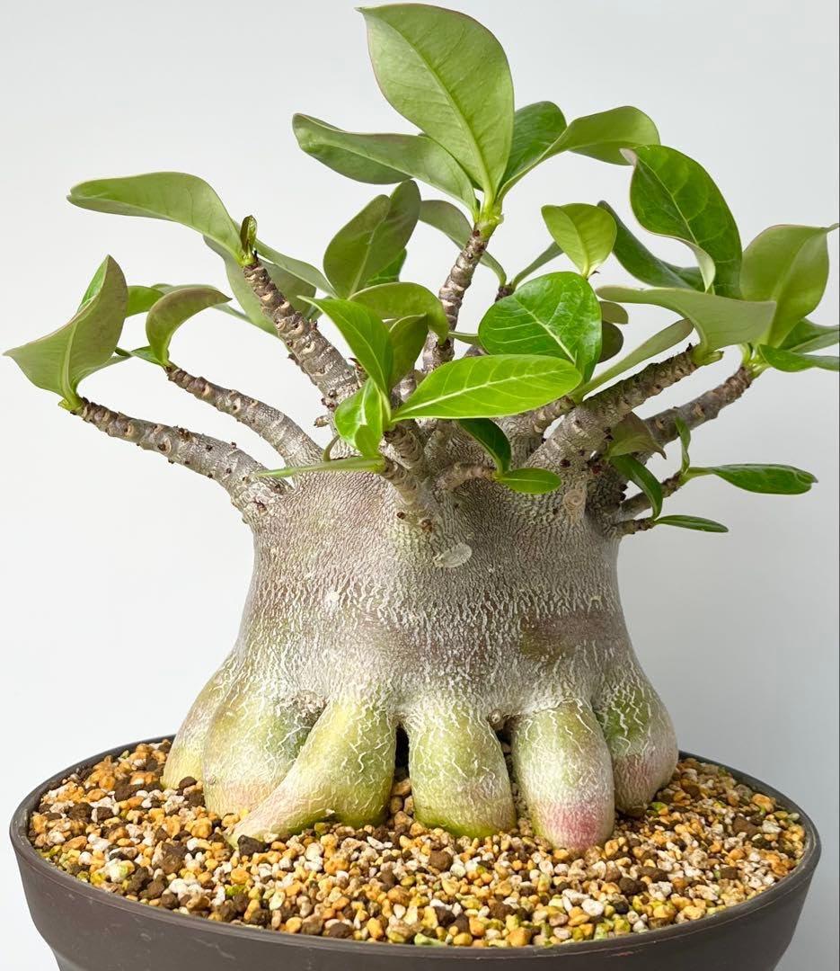 【極美タコ足/超極太/塊根植物】アデニウム アラビカム ゴジ タコ足A-2鉢植え Amazon｜極美タコ足超極太塊根植物アデニウム アラビカム ゴジ タコ足A