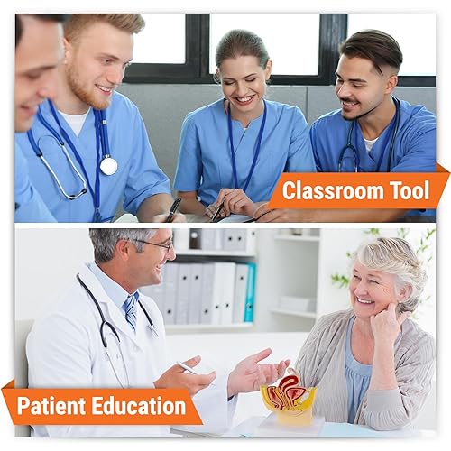 Vista 3 de GPI Anatomicals - Female Pelvis Model, Replica for Human Anatomy and Physiology Education, Anatomy Model for Doctor's Offices and Classrooms