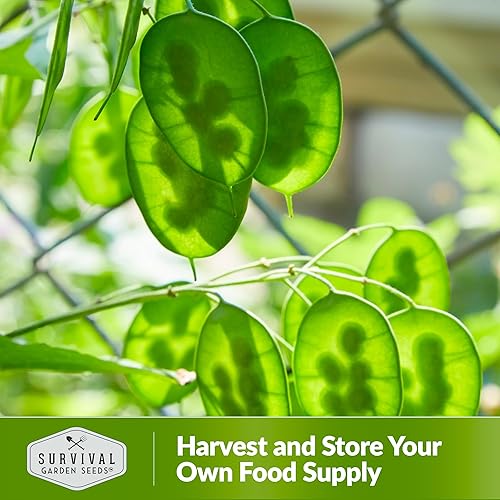 Miniatura 5 de Semilla de planta de dinero para plantar, 1 paquete con instrucciones para plantar y cultivar Lunaria Annua en el jardín de tu casa, variedad de