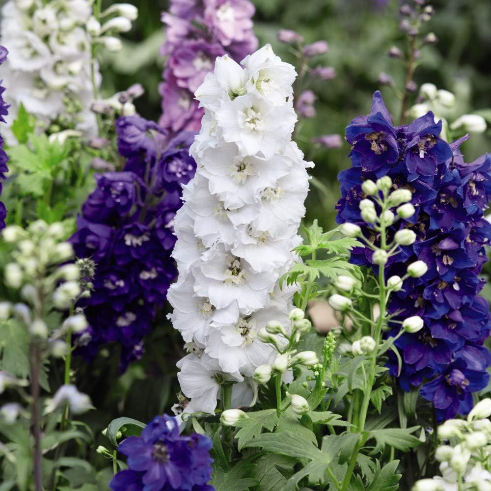 Delphinium Magic Fountains Mix Garden Plant Hardy Perennial Flowering Garden Plants Easy to Grow Your Own 12 x Garden Ready Plug Plants by Thompson and Morgan