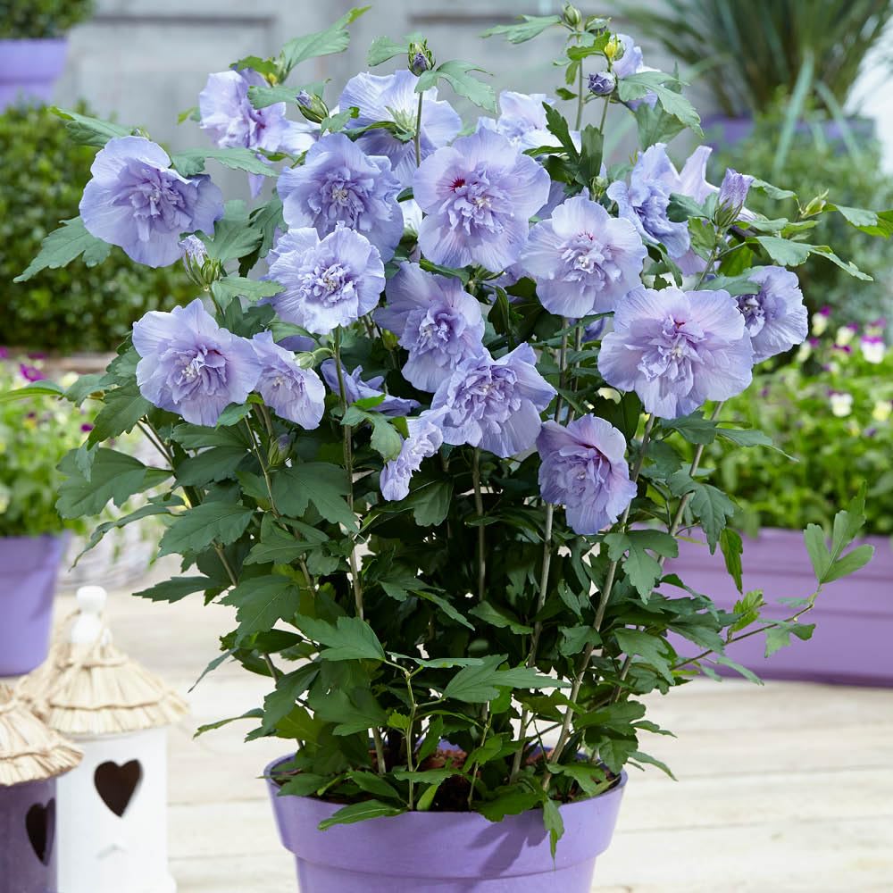 YouGarden - 1 x Hibiscus 'Blue Chiffon' in a 9cm Pot