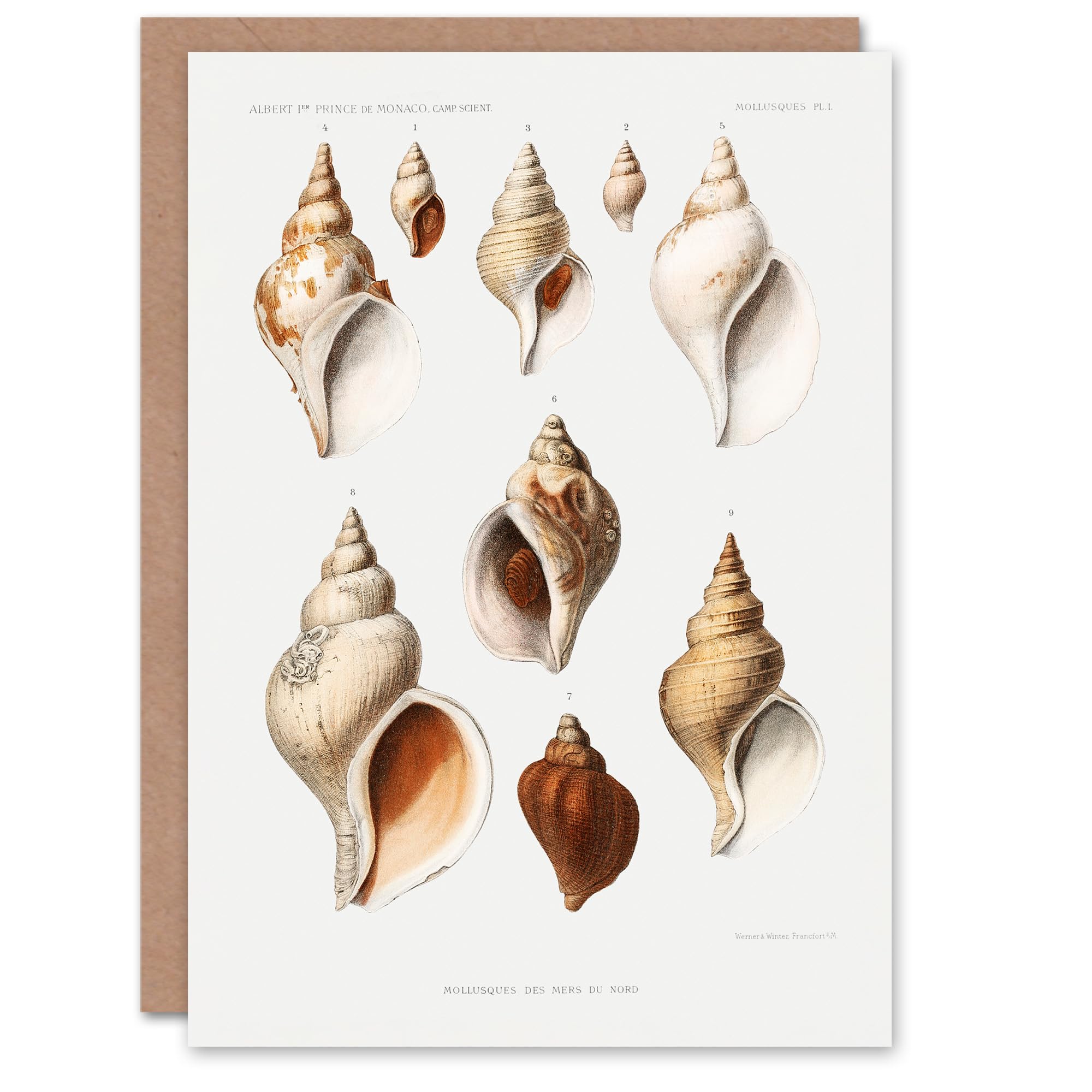 Artery8 Vintage Marine Life Art Card Northen Sea Mollusk Sea Shells