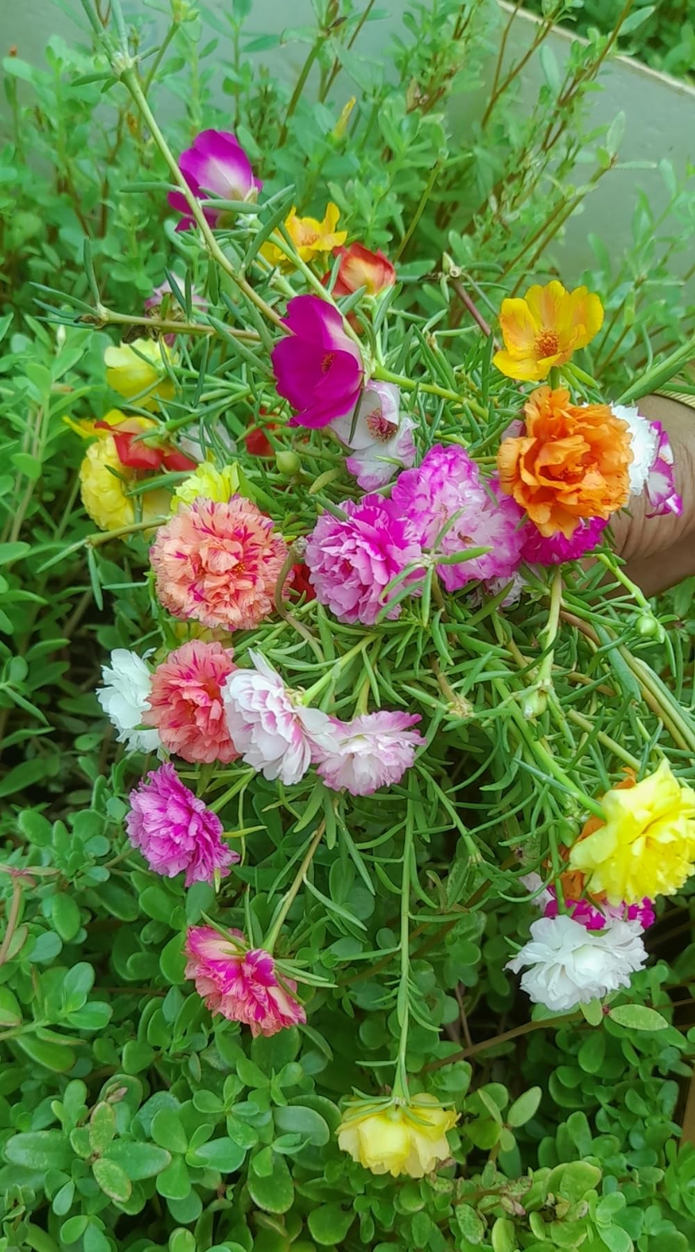 Sunshine Gardens Table rose Mixed Colors 10-12 colors Multi Petal Portulaca Moss rose Grandiflora Tiara Mossrose Plant Live Stem Cuttings Unrooted -Pack of 12-15 Stems-image-37