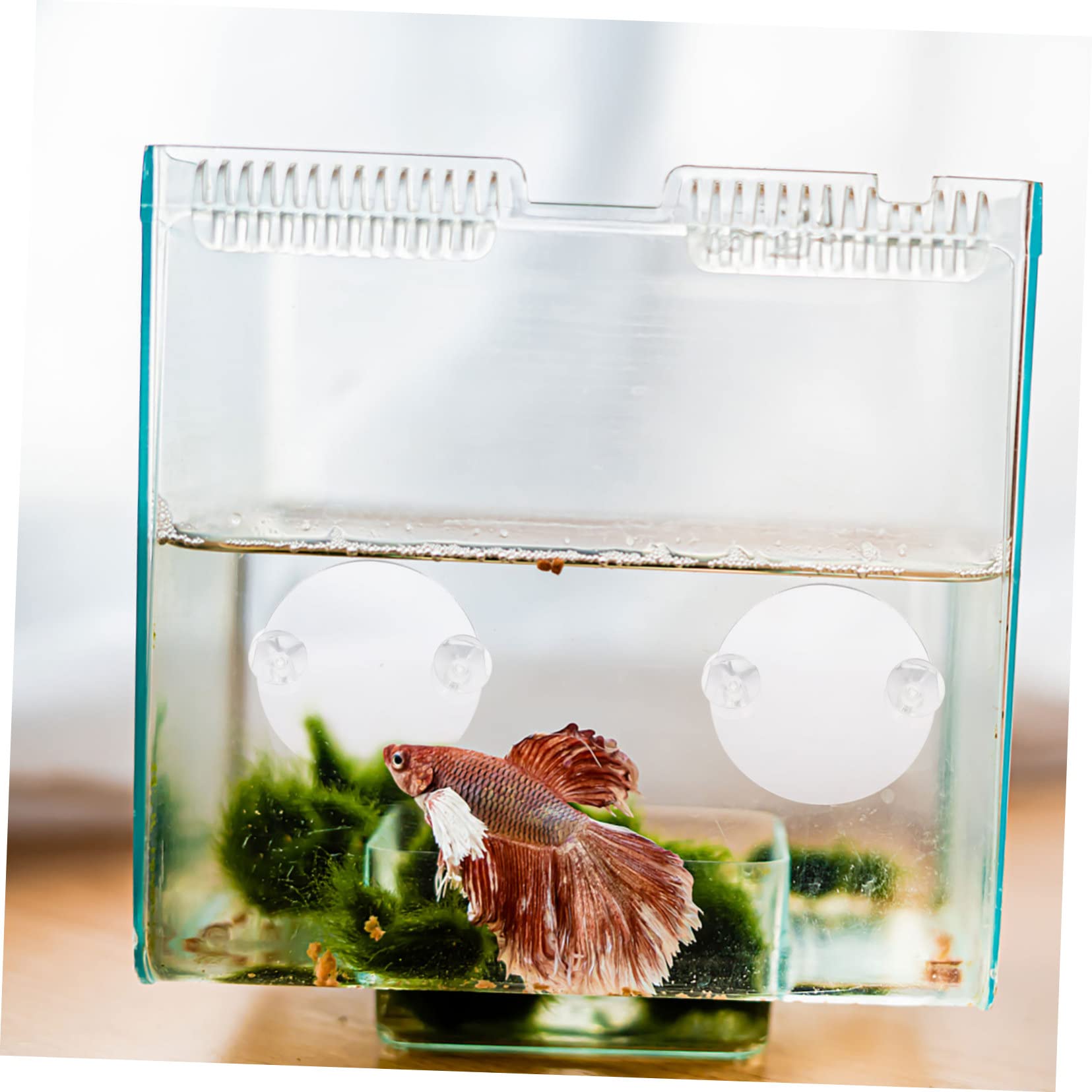 Mipcase 30piezas Espejo De Acuario para Betta Ventosa De Decorativas para Peceras Espejos Entrenadores para Betta Accesorios para Acuarios De Agua Dulce y Salada