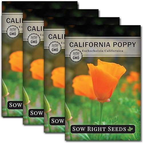 Semillas de amapola de California para plantar Instrucciones completas para plantar y cultivar un hermoso jardín de flores semillas no transgénicos