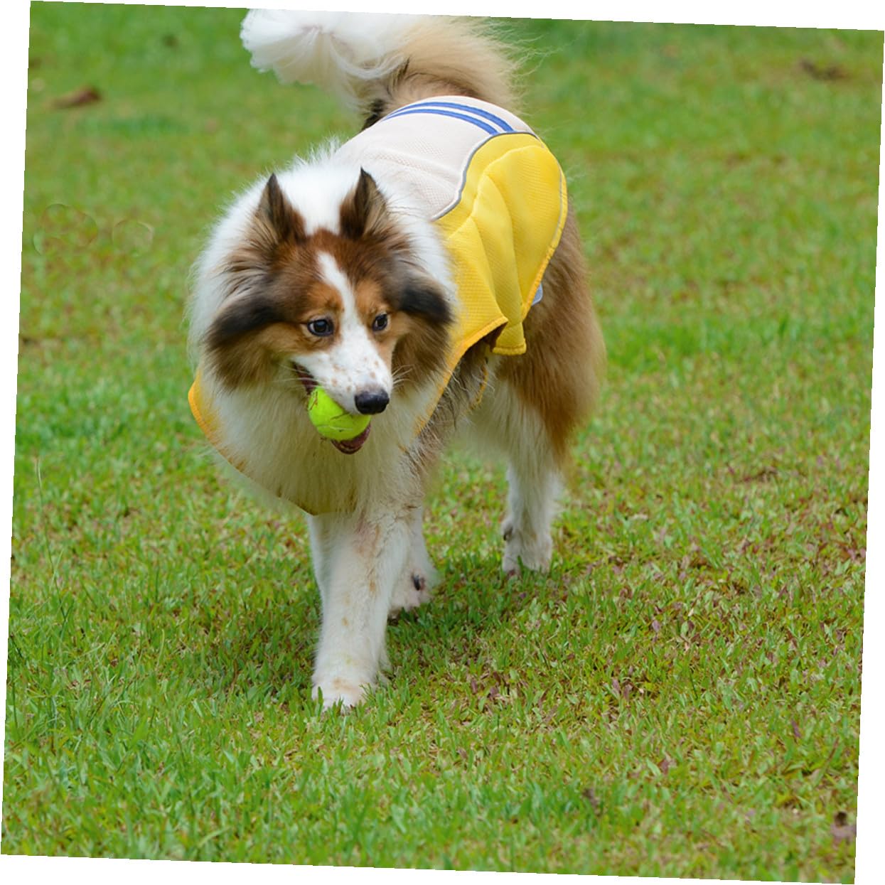 Lurrose Gilet Rafraîchissant en Polyester Confortable et Léger pour Chien Jaune Prévention Le Coup de Chaleur pour Port Quotidien et Séance Photo