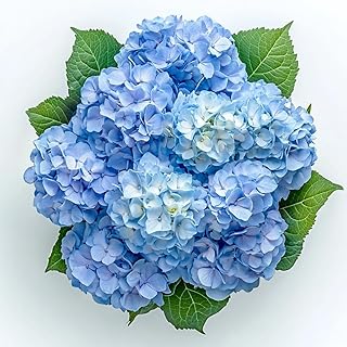 GlobalRose 20 Blue Hydrangea Flowers Responsibly Sourced Hand-Picked Fre...