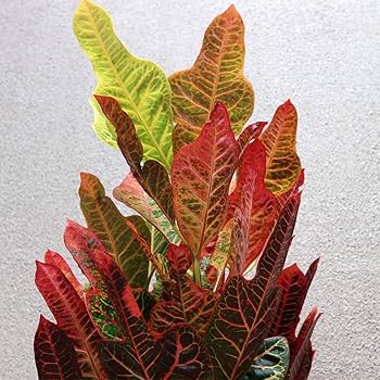 Amazon｜ITANSE クロトン エクセレント 観葉植物 中型 7号