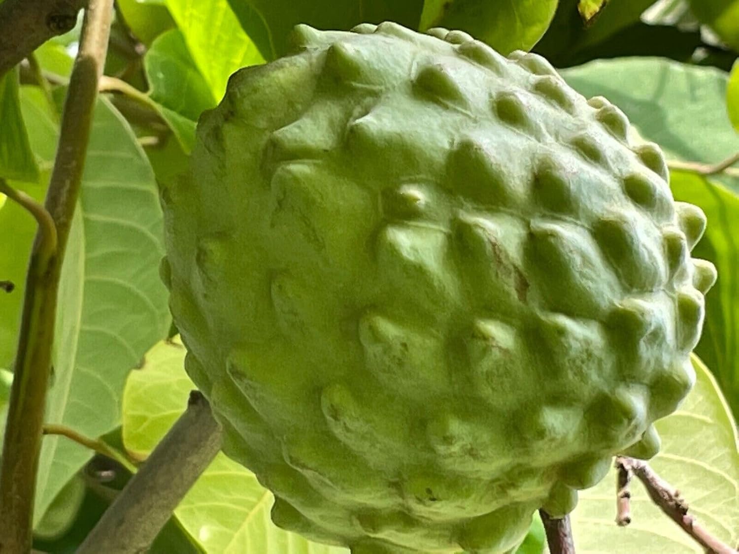 Sell! 1 Rare Seedling El Bumpo Cherimoya Tree App 20"