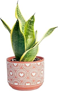 Costa Farms Snake Plant, Small Live Plant in Decorative Pot, Easy to Mai...