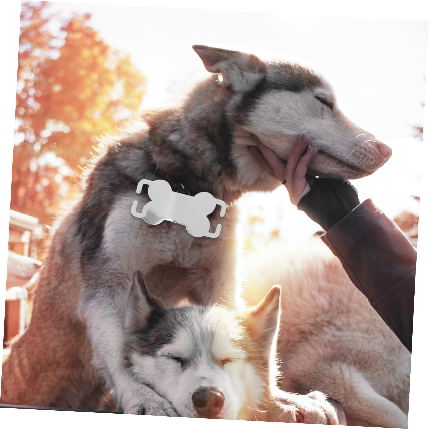 BESPORTBLE 24pezzi Titolo Proposto Medagliette Per Animali Acciaio Inossidabile Forma Di Osso Da Targhetta Id Per Cani e Gatti Personalizzabile Per Telefono Resistente e Durevole