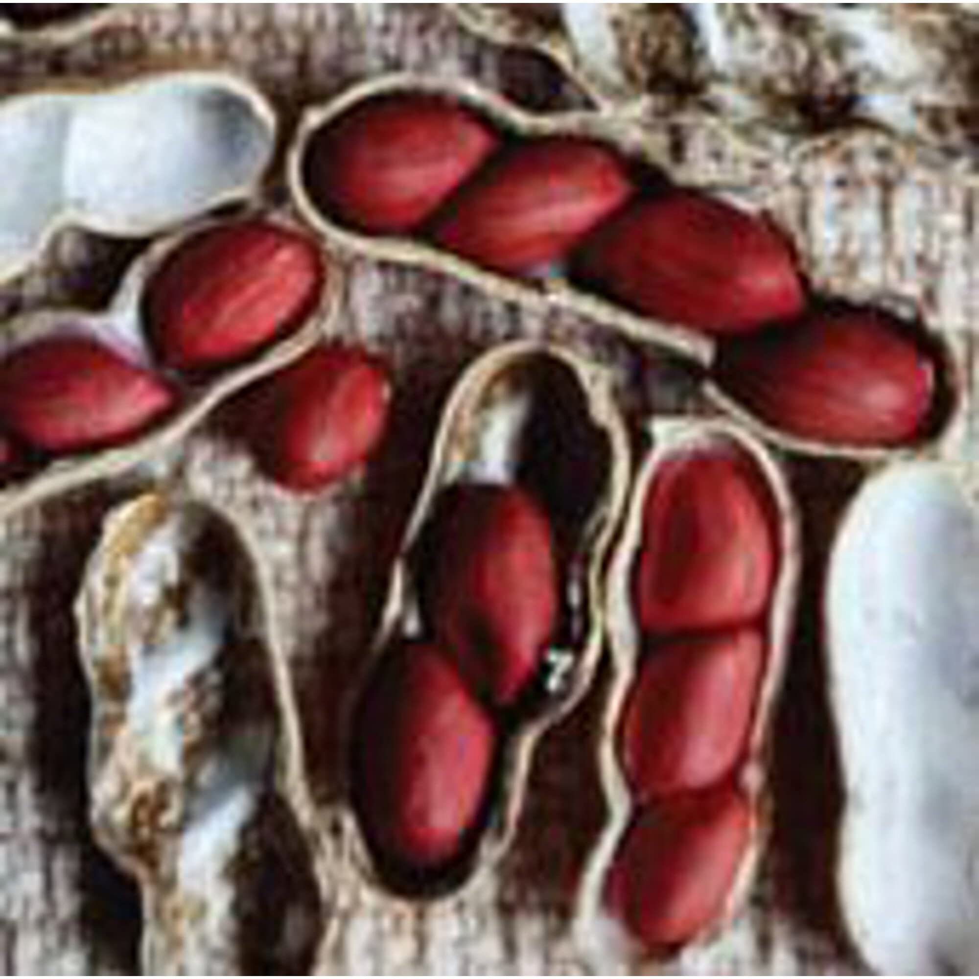 Amazon.com : Early Spanish Peanuts Seeds (20+ Seeds) | Non GMO