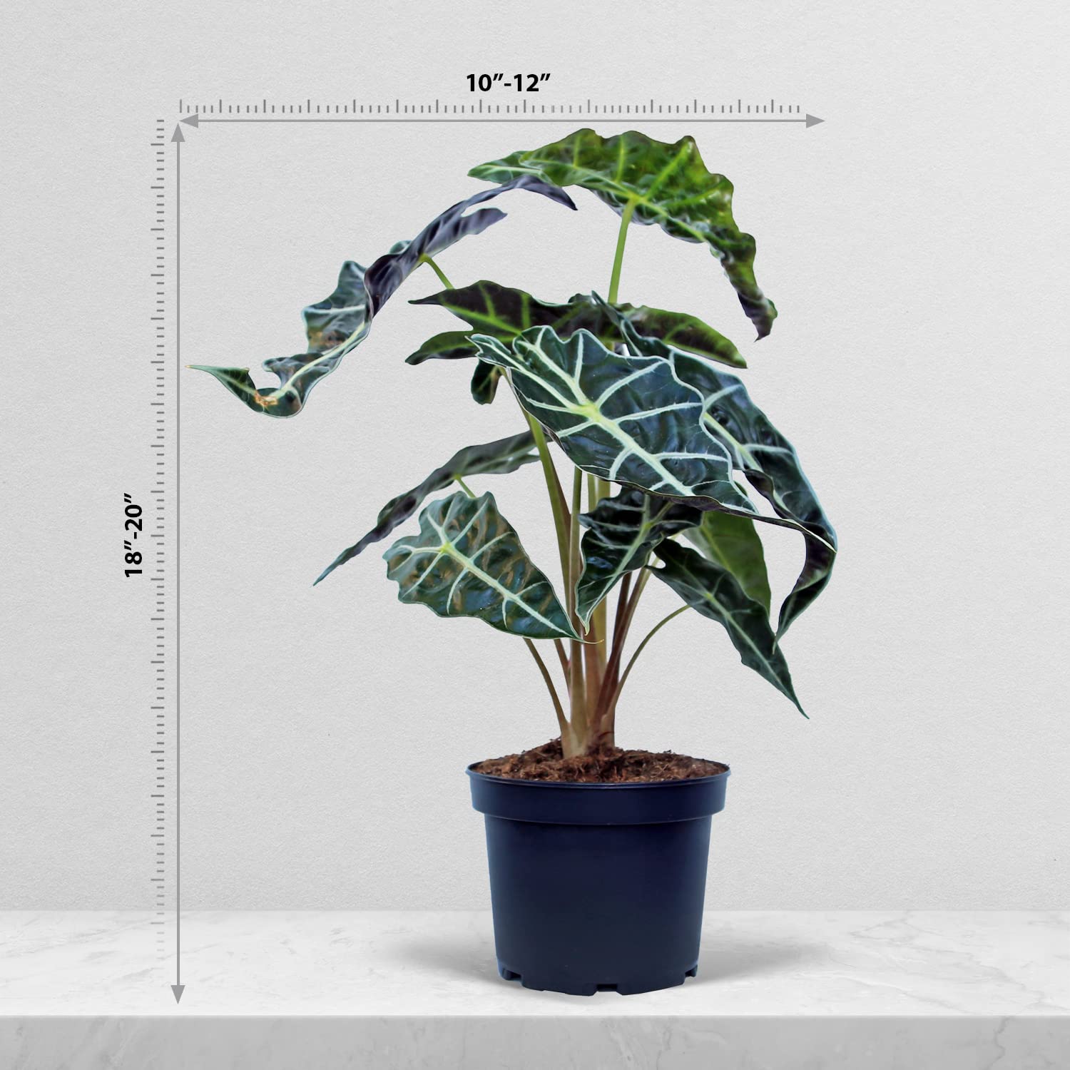 Amazon.com : Live Alocasia Polly, Amazonian Elephant Ear, Plant