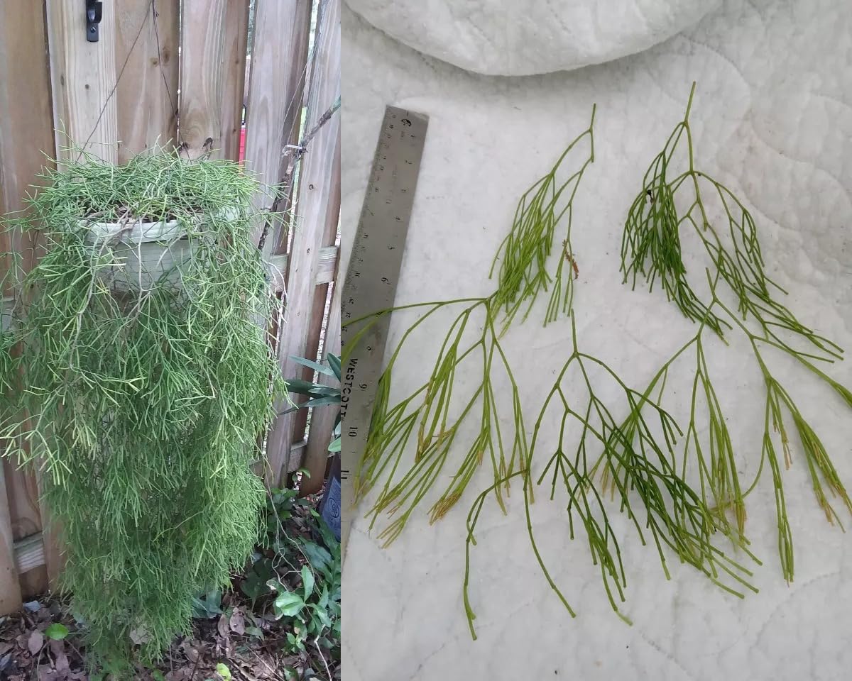 5 unrooted cuttings Rhipsalis Spp. (clavata??)