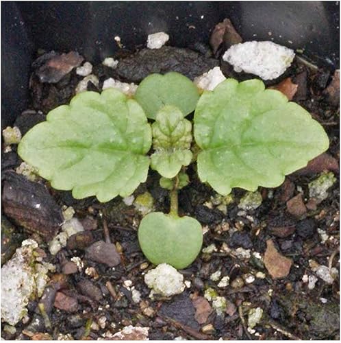 Miniatura 5 de everwilde explotacionesBálsamo de Limón zacate semillasEl oro Vault