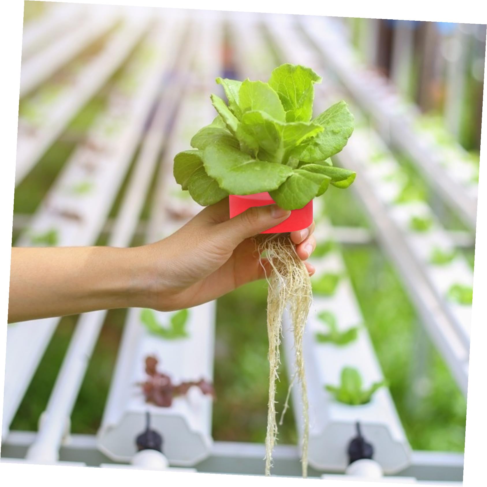 DOITOOL Bloques para Cultivo sin Suelo de Eva de Esponjas Hidropónicas 50 Ideales para Plantación de Semillas y Base de Jardinería de Vegetales Color Aleatorio