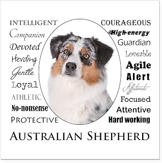 CafePress Aussie Traits Square Car Magnet 3 X 3 Square Car Magnet, Magnetic Bumper Display