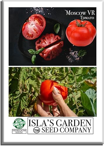Semillas de tomate Moscow VR (Solanum lycopersicum)  Más de 50 semillas de reliquia no transgénicas de Isla's Garden Seeds, tomates para rebanar de