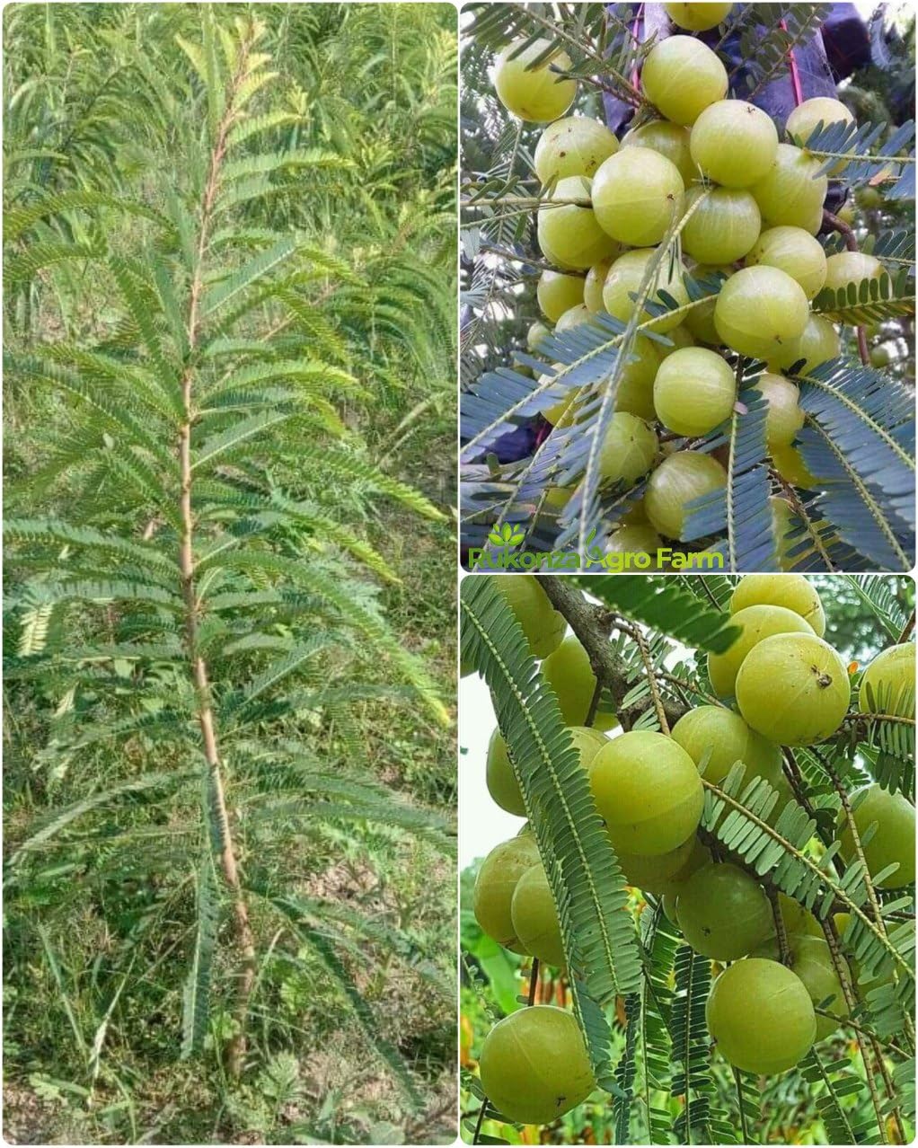 See full amazon price history chart for Rukonza Bhumi Amla/Amlaki Hybrid all Seasons Live Plant - Indian Gooseberry Clone Tyep Healthy Super Yielding Early Fruting Air Layering Tree, Height 2-3 Feet, Pack of 1 Plant Rukonza Bhumi Amla/Amlaki Hybrid all Seasons Live Plant - Indian Gooseberry Clone Tyep Healthy Super Yielding Early Fruting Air Layering Tree, Height 2-3 Feet, Pack of 1 Plant (B0D846PRZQ) Amazon Price History, Amazon Price Tracker